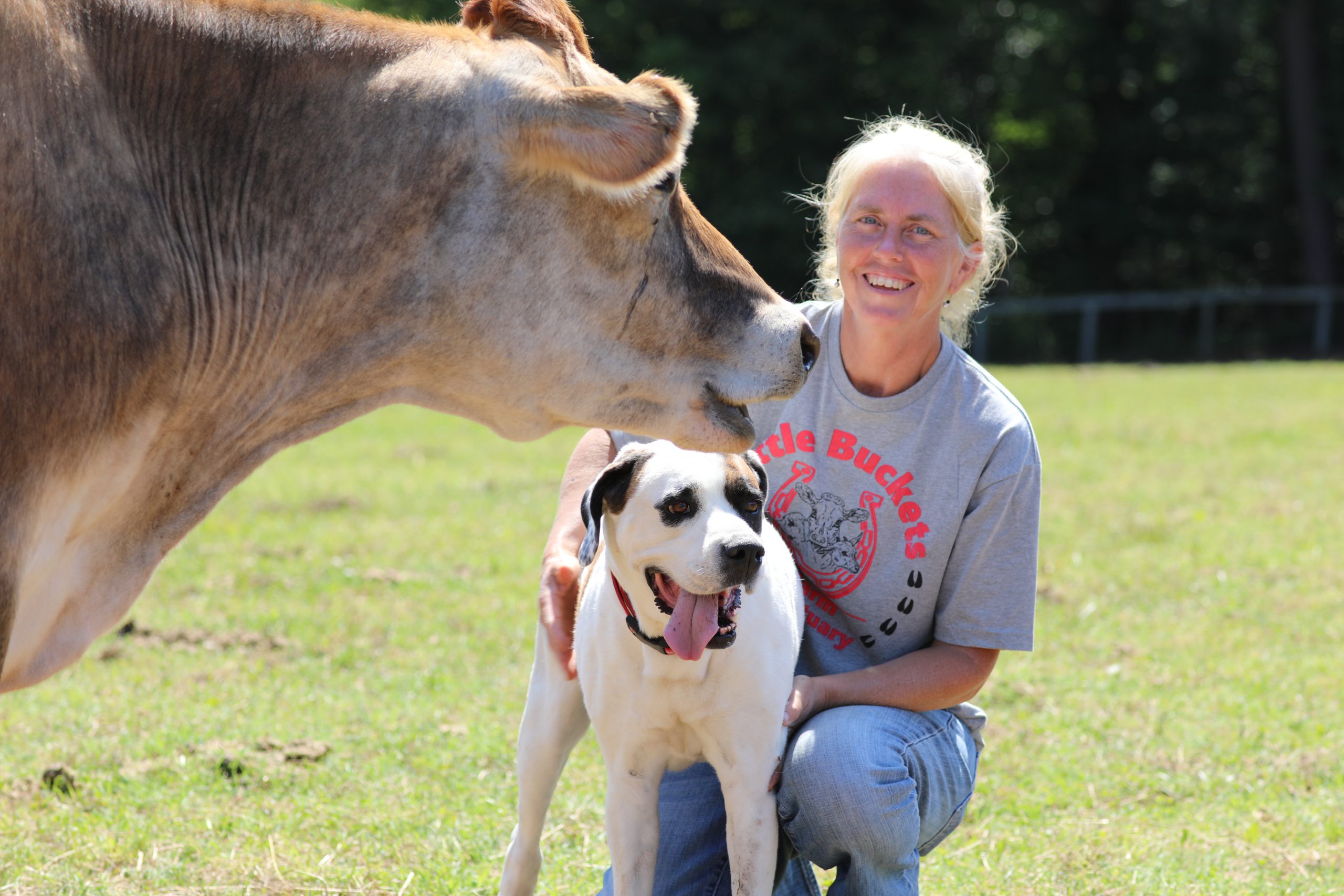 Colton (Hund) and Bucket (Jersey Cow) haben sich auf der Little Buckets Farm Sanctuary angefreundet