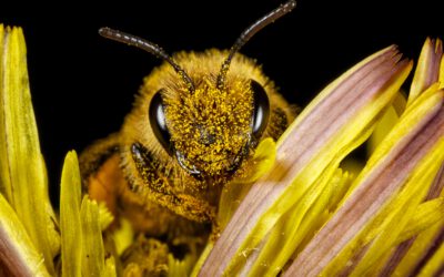 Ziemlich wilde Bienen