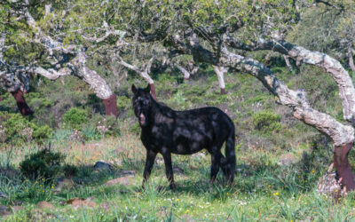 Universum: Pferde im Sturm – Das wilde Herz Sardiniens