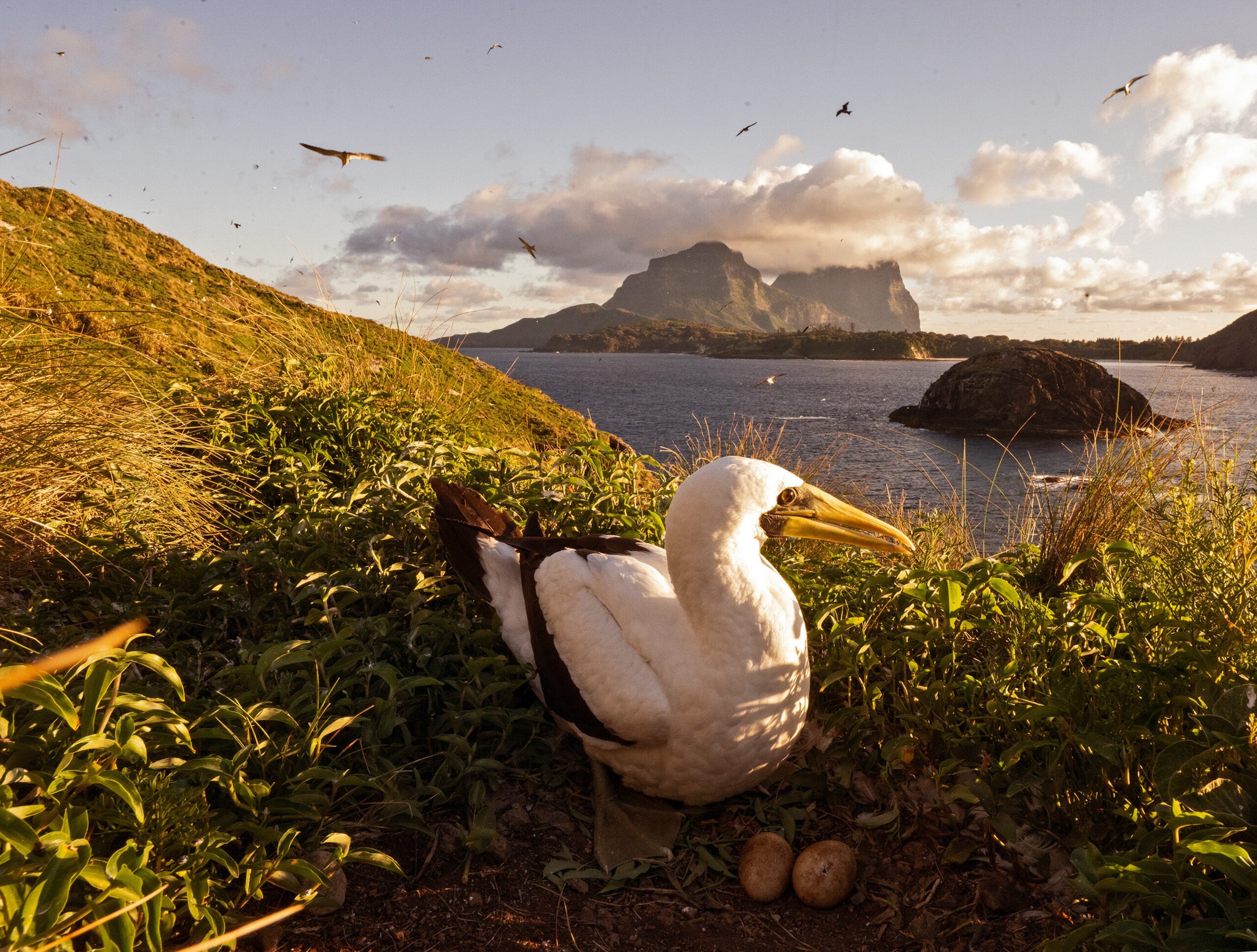 Australiens verborgenes Paradies – Lord Howe Island Im Bild: Auf die vorgelagerten Inseln von Lord Howe dürfen Menschen nur mit Sondergenehmigung.